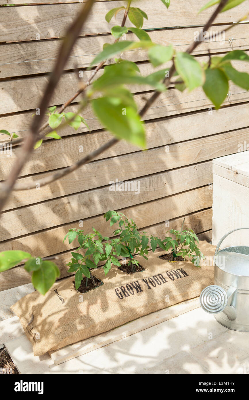Alcuni pomodori che crescono in un sacchetto di Hesse che è stampata con 'crescere il proprio' in un cortile Foto Stock