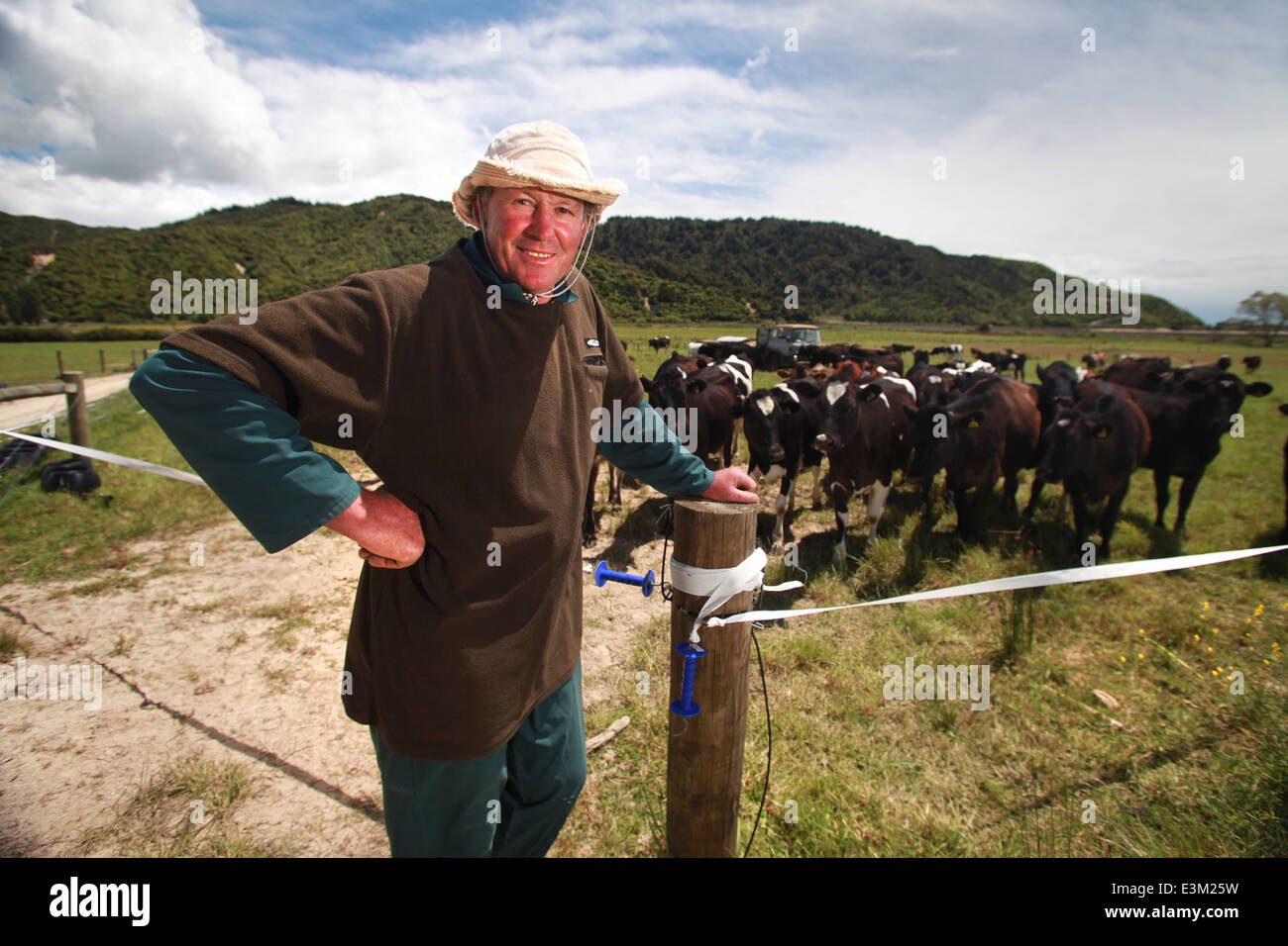 Agricoltore Mike Roberston con la sua mandria di bovini di un anno dopo le inondazioni devastanti aleggiava sopra il suo Wainui proprietà di ingresso Foto Stock