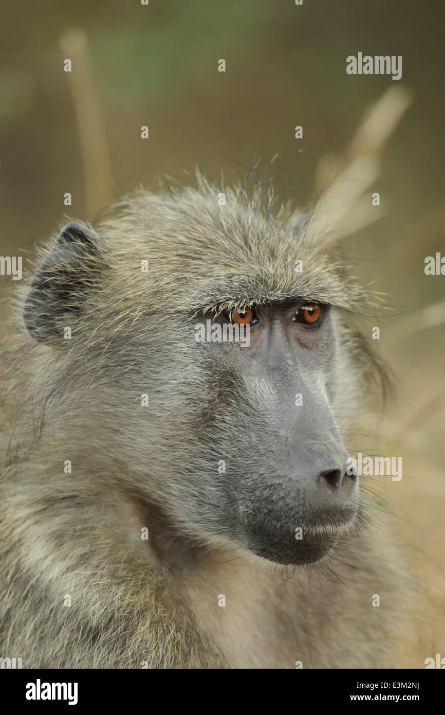 Un babbuino chacma. Foto Stock