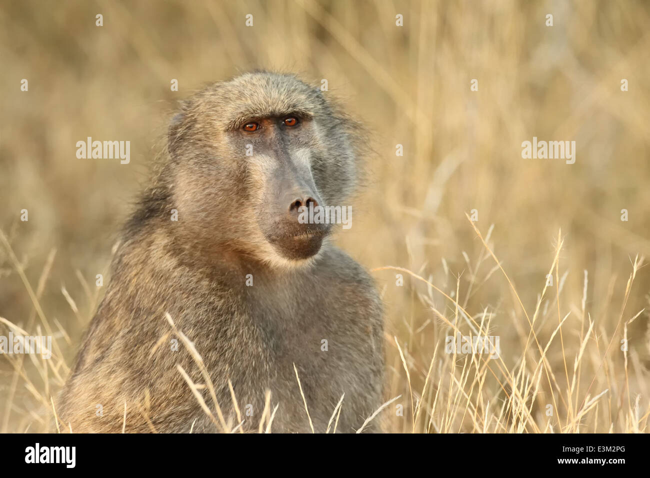 Un babbuino chacma. Foto Stock