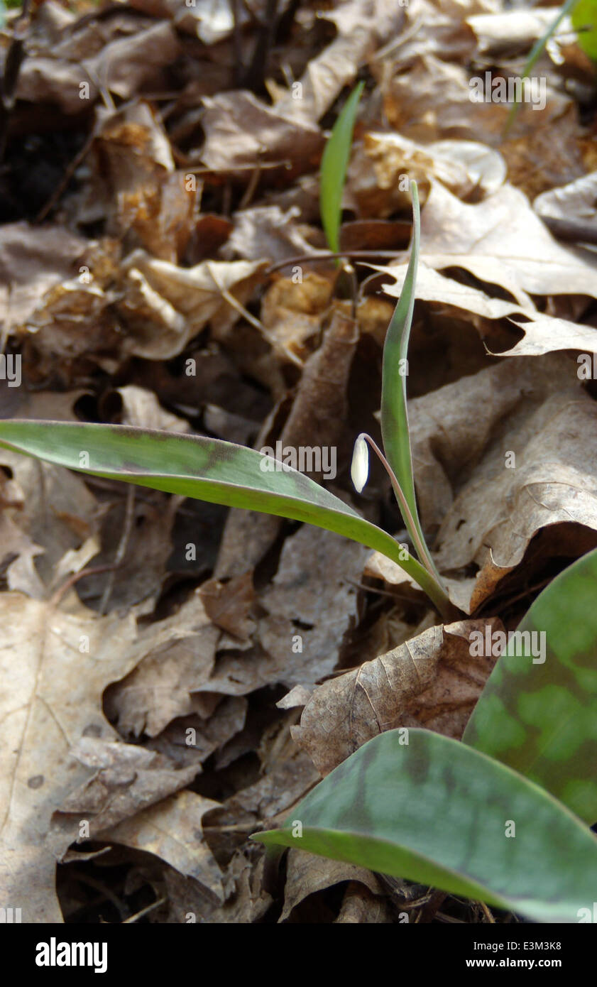 Il giglio di trota nana, una specie in via di estinzione, è mostrato in forma di gemme durante un'indagine in Minnesota. Questa specie è protetta ai sensi dell'Endangered Species Act, che mette in evidenza gli sforzi di conservazione per le piante rare. Foto Stock