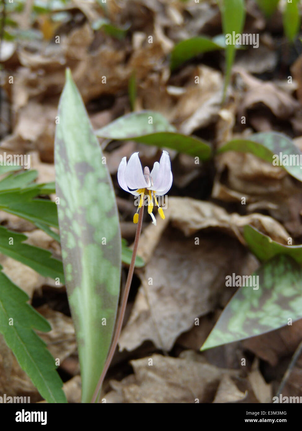 Il Giglio di trota nana, una specie in via di estinzione, è stato osservato durante un'indagine in Minnesota il 14 aprile 2010. Il fiore è protetto dall'Endangered Species Act e sono in corso sforzi per preservare il suo habitat. Foto Stock