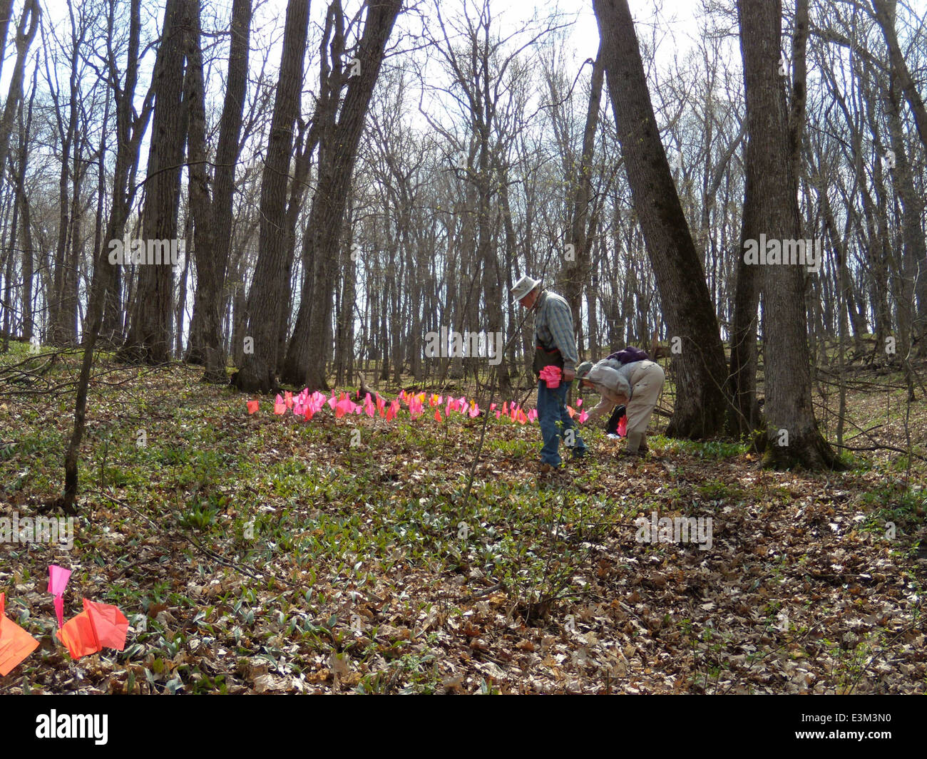 Il Giglio di trota nana, una specie in pericolo nel Minnesota, è stato esaminato per la salute della popolazione e lo stato di conservazione. Questo fiore è fondamentale per gli sforzi di conservazione dell'habitat nella regione. Foto Stock