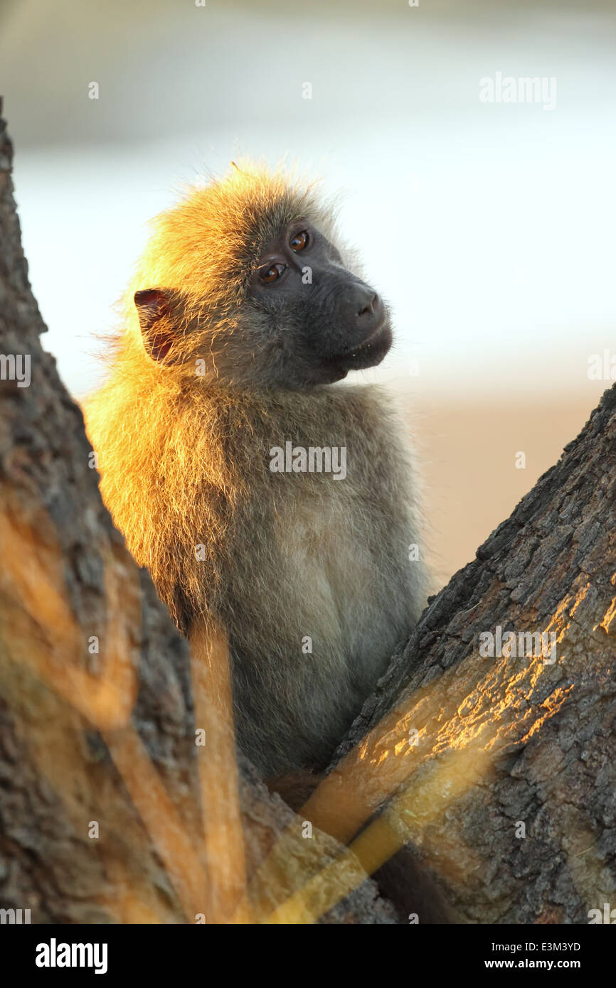 Un babbuino chacma riposa nella forcella di un albero lungo le rive del fiume Letaba. Foto Stock
