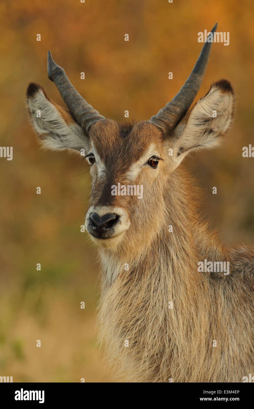 Un maschio di antilope Waterbuck. Foto Stock