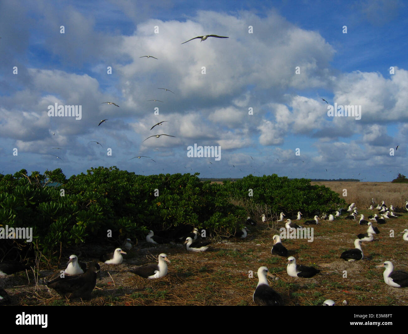 Albatross nidificazione al Midway Atoll National Wildlife Refuge Foto Stock