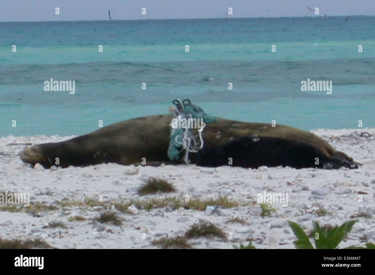 Una foca monaca adulta viene vista impigliata nei detriti marini mentre si prende cura del suo cucciolo nell'atollo Midway. Ciò mette in evidenza la continua minaccia di inquinamento della fauna marina, specie in via di estinzione come la foca monaca. Foto Stock