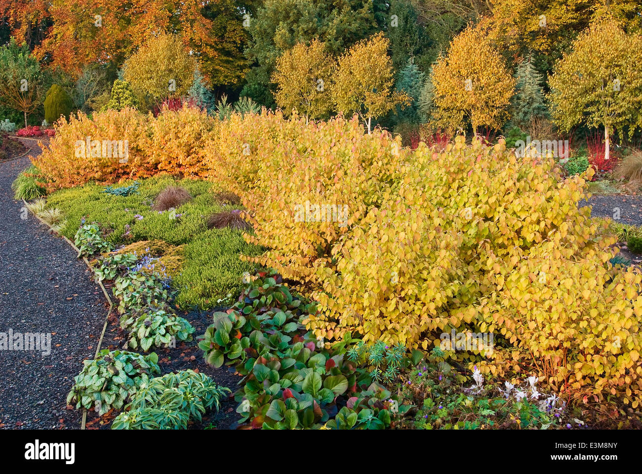 Il giardino di inverno in autunno. Giardini Bressingham, Norfolk, Regno Unito, design: Adrian Bloom. Foto Stock