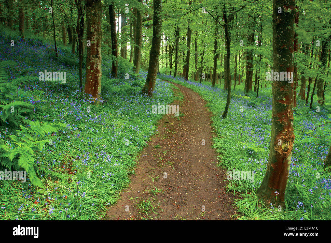 Bluebell woodland, Glen Nant, Argyll & Bute Foto Stock