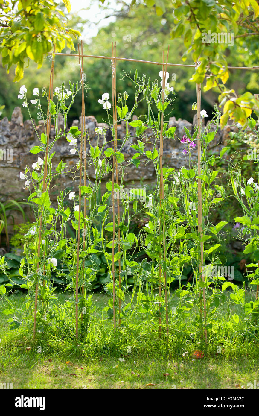 Lathyrus odoratus, piselli dolci, legato a canne. L'estate. Foto Stock