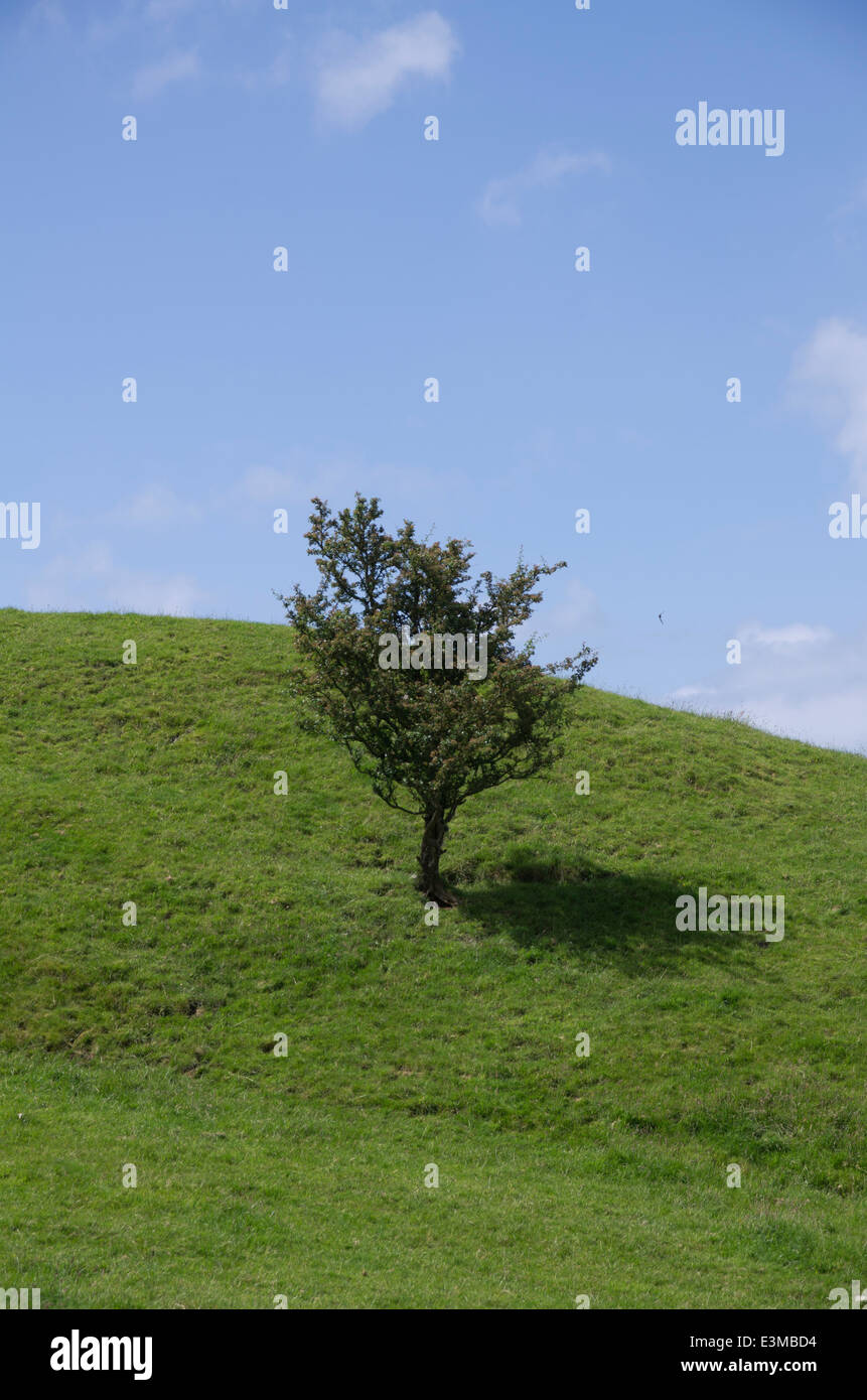 Bush sul pendio di una collina Foto Stock