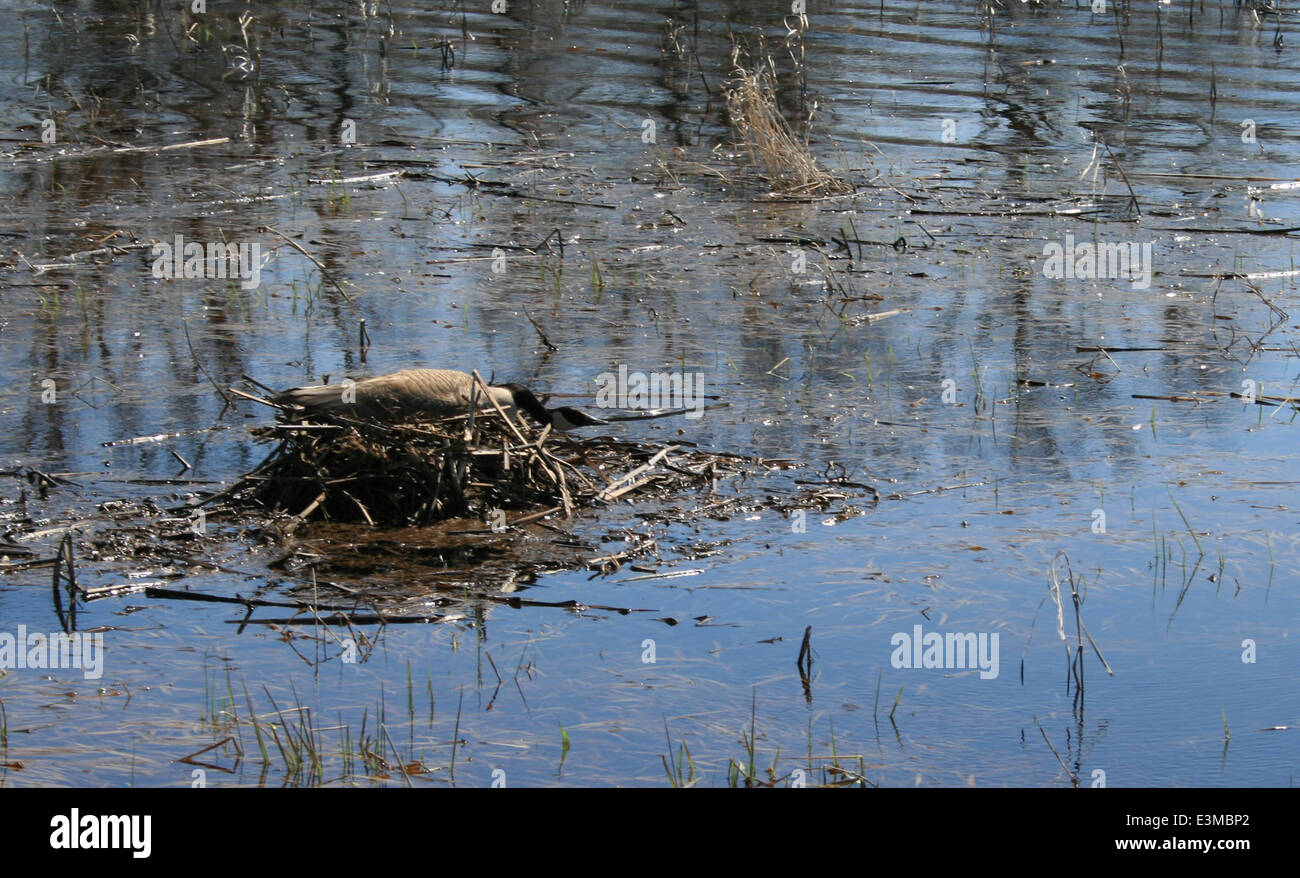 Un'oca canadese riposa sul suo nido in un National Wildlife Refuge, un momento chiave nel ciclo riproduttivo, sottolineando l'importanza della conservazione dell'habitat per gli uccelli migratori. Foto Stock