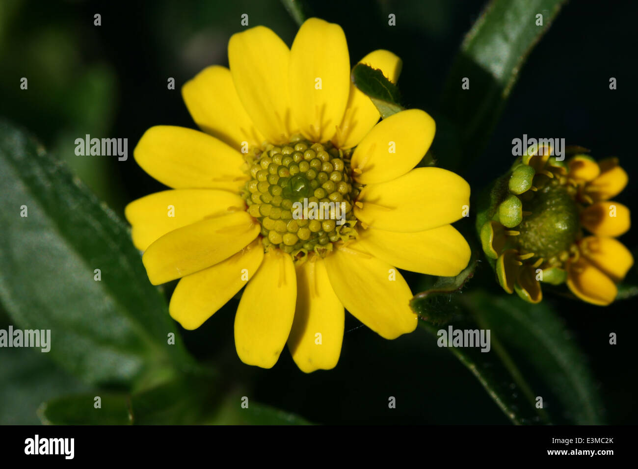 Gelbe Blüte Foto Stock