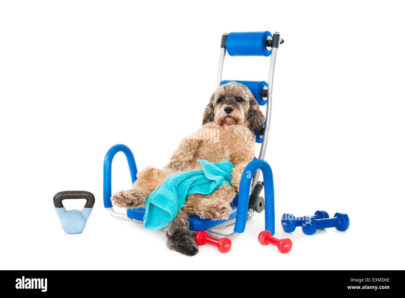 Cane con asciugamano in appoggio in palestra dopo allenamento Foto Stock