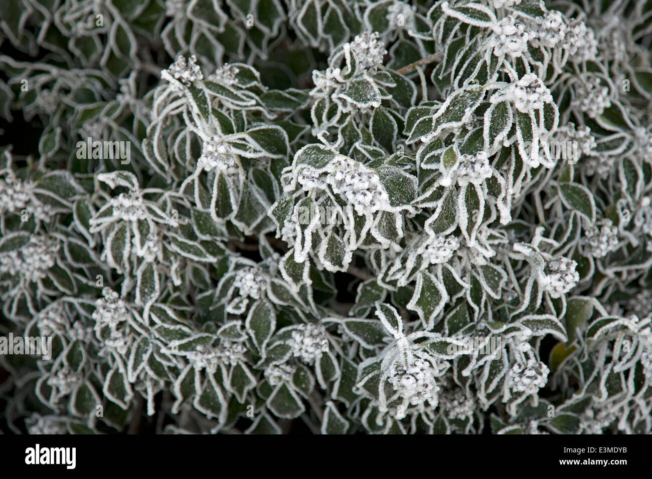 Coperto di brina bush su un wintery dicembre del giorno Foto Stock