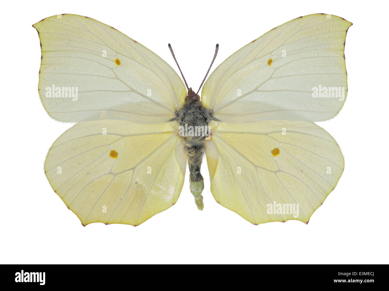 I lepidotteri; Pieridae; Gonepteryx cleopatra; Linnaeus 1767; Cleopatra butterfly Foto Stock