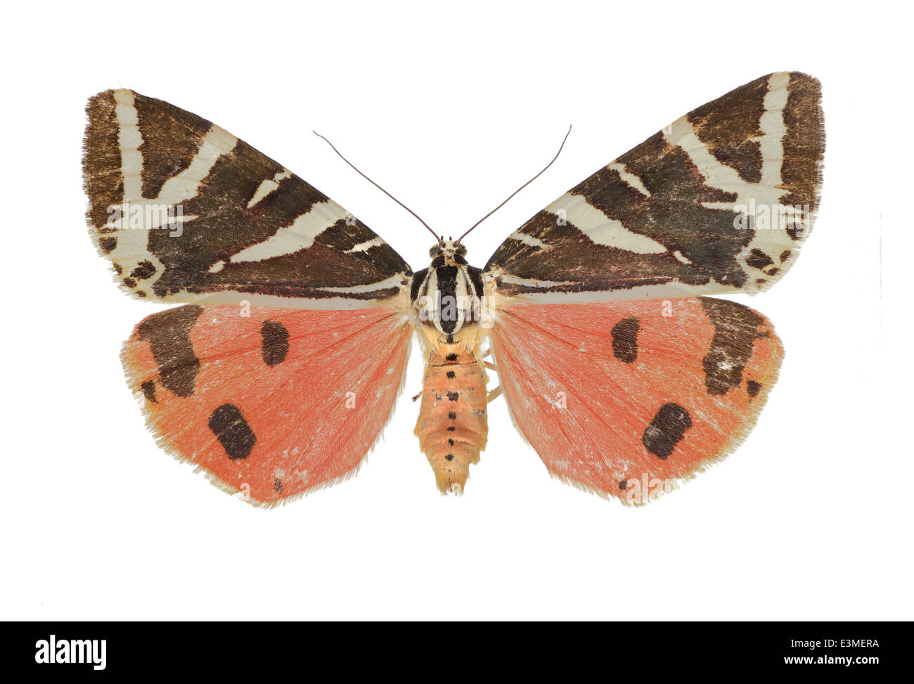 I lepidotteri; Arctiidae; Euplagia quadripunctaria; Poda 1761; Jersey Tiger Foto Stock