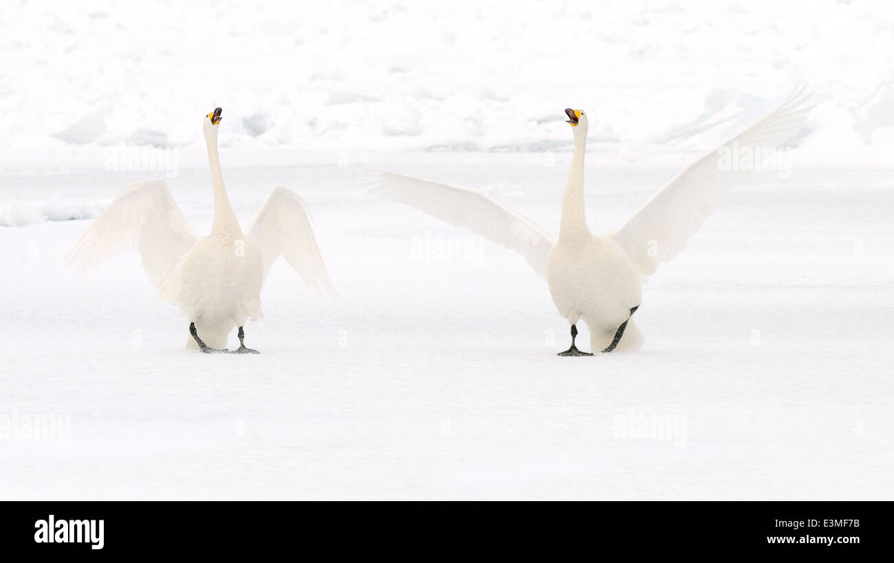 Due cigni Whooper sul ghiaccio del profondamente congelati Lago di Kussharo sulla parte orientale di Hokkaido, Giappone Foto Stock
