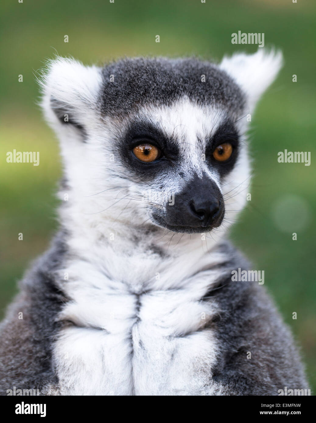 Anello-tailed lemur Foto Stock