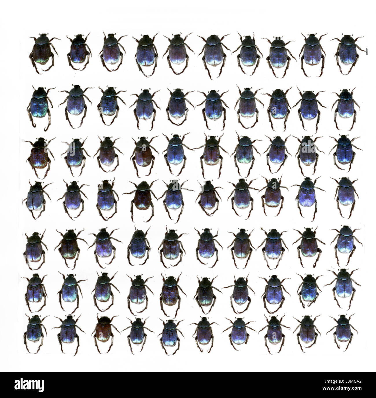 Coleoptera; Scarabeidae; Hoplia coerulea; Drury 1773 Foto Stock