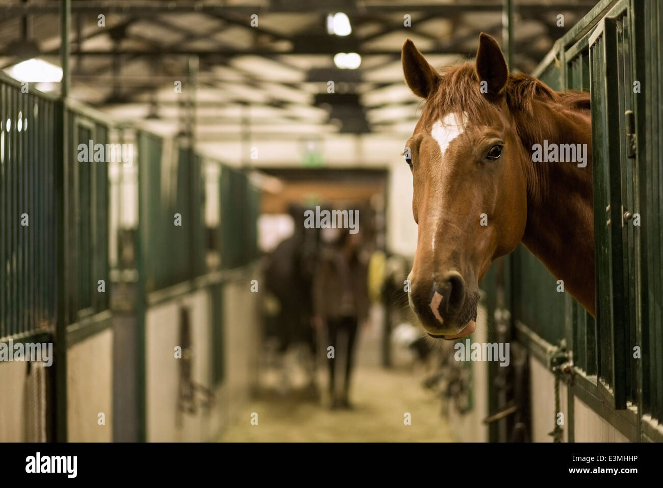 Cavallo in stallo a stabile Foto Stock