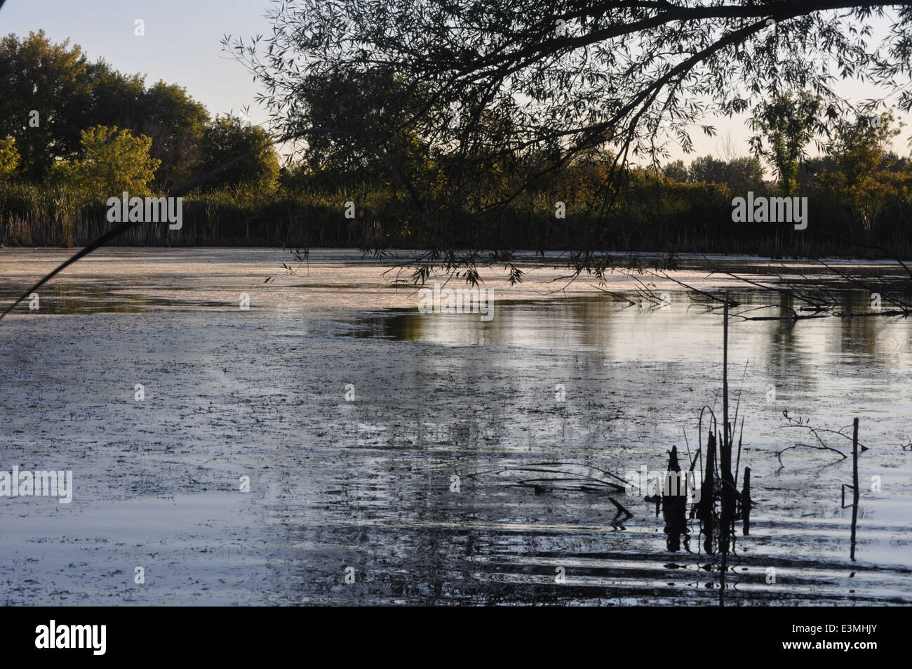Il Minnesota Wetland, situato all'interno del Prairie Wetlands Learning Center, è un sito importante per l'educazione ambientale e la ricerca scientifica. La zona umida supporta varie specie e fornisce un prezioso ecosistema per la fauna selvatica locale e la flora. Foto Stock