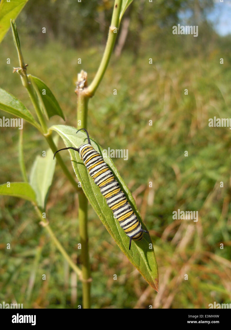 Un monarca caterpillar si nutre di alghe di latte paludoso, parte della sua dieta vitale. Questa specie svolge un ruolo importante nell'impollinazione e nella salute dell'ecosistema. Il caterpillar è una fase fondamentale del ciclo di vita della farfalla monarca, che migra in Nord America. Foto Stock
