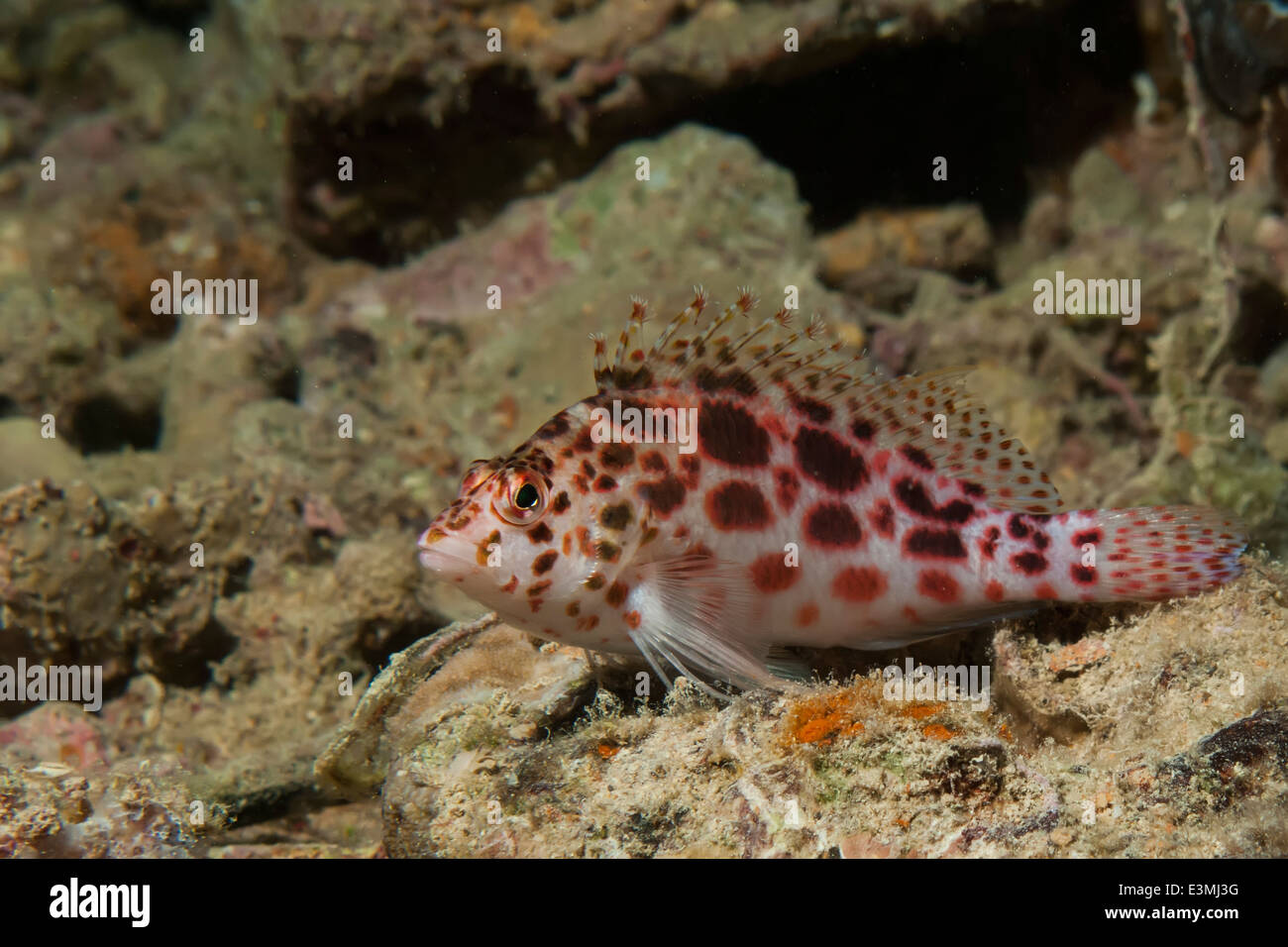 Pixie hawkfish (cirrhitichthys oxycephalus) Foto Stock