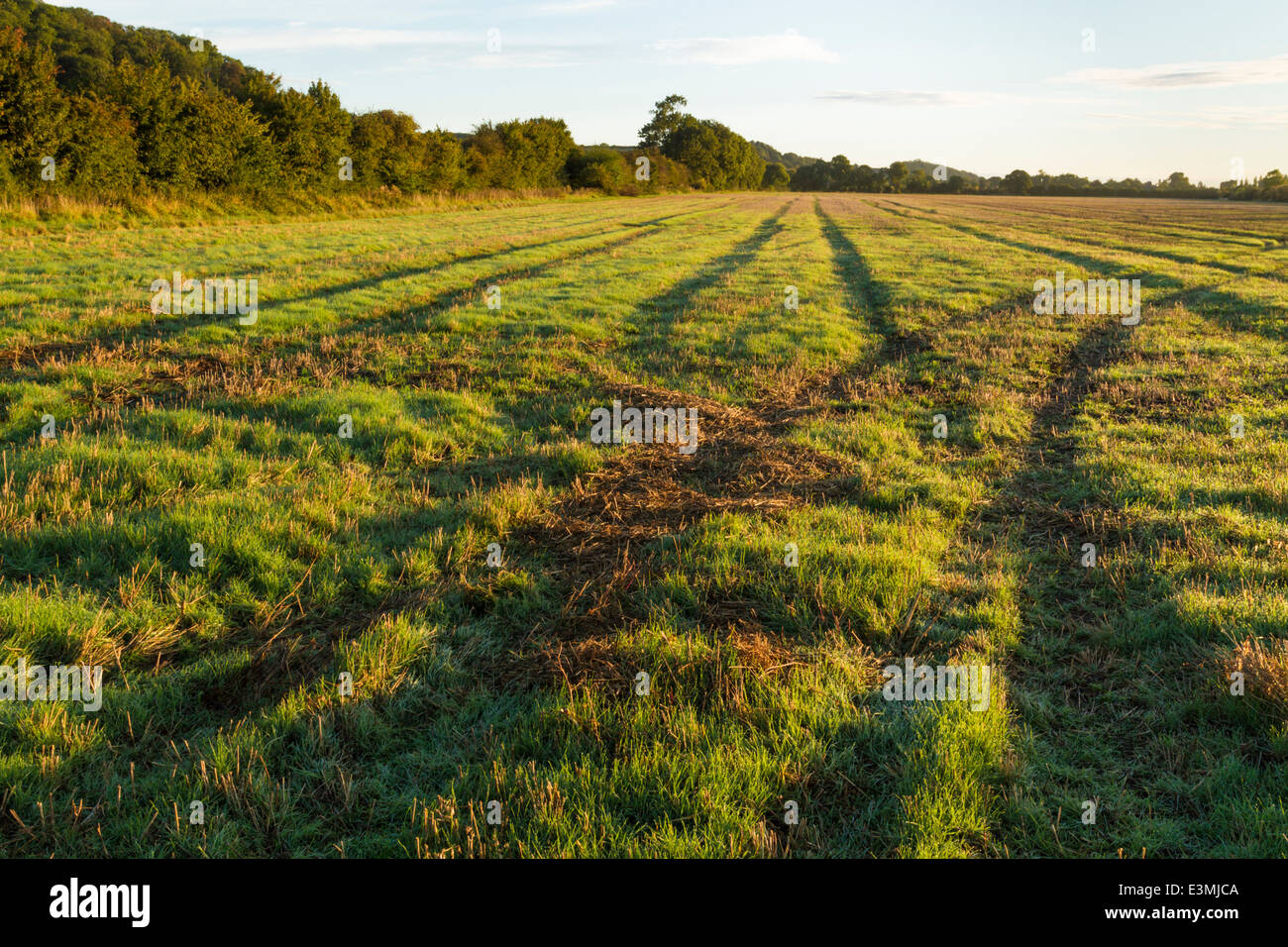 Tracce di pneumatici su un campo di prima mattina la luce del sole. Pneumatico o tracce di pneumatici dall'uso delle macchine agricole su terreni agricoli, Nottinghamshire, England, Regno Unito Foto Stock
