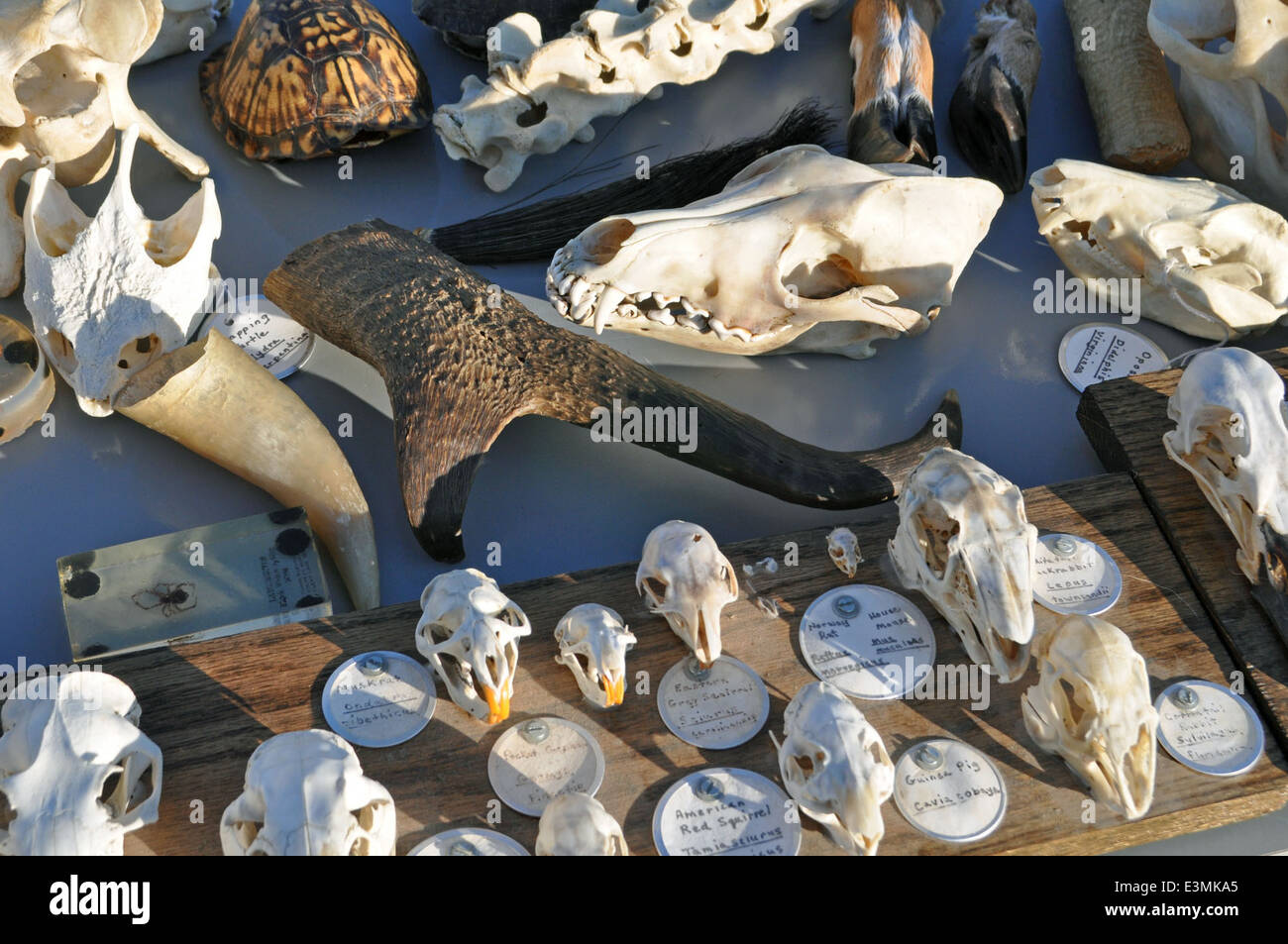 I Boy Scout giocano un ruolo chiave nel preservare i paesaggi del Midwest, tra cui le savane di quercia e i quartieri di gestione delle zone umide come St. Croix. I loro sforzi si concentrano sul ripristino degli habitat nativi attraverso i principi di "Leave No Trace" e programmi di conservazione sotto i grandi spazi aperti americani. Foto Stock