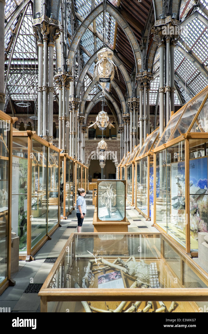 Un piccolo ragazzo, si fermò al di sotto di una fila di scheletri di balena, studiando una mostra presso il Museo di Storia Naturale di Oxford, Oxfordshire, Regno Unito Foto Stock