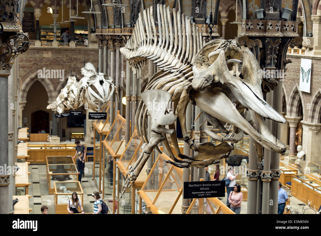 Scheletri di balena esposti in una fila appeso all'interno del museo di storia naturale di Oxford, Oxfordshire, Regno Unito Foto Stock