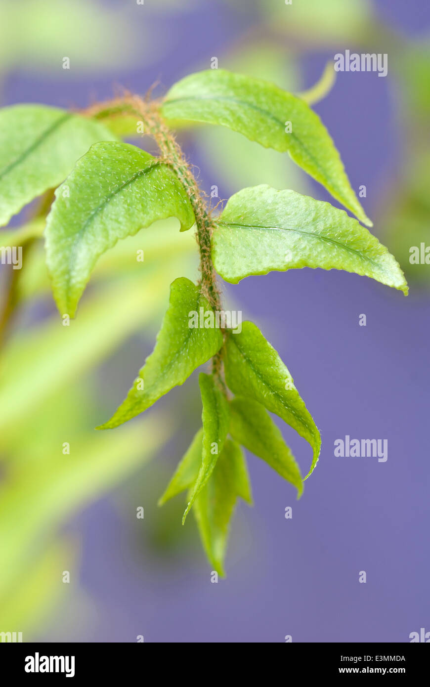 Close up Cyrtomium falcatum, Giapponese Holly Fern. La felce, maggio. La nuova crescita. Foto Stock