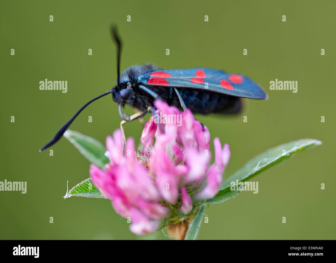 Sei-spot Burnett moth avanzamento sul chiodo di garofano. Mitcham Common, Surrey, Inghilterra. Foto Stock