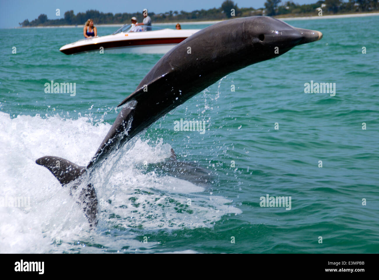 Dolphin il salto nel Golfo del Messico. Foto Stock