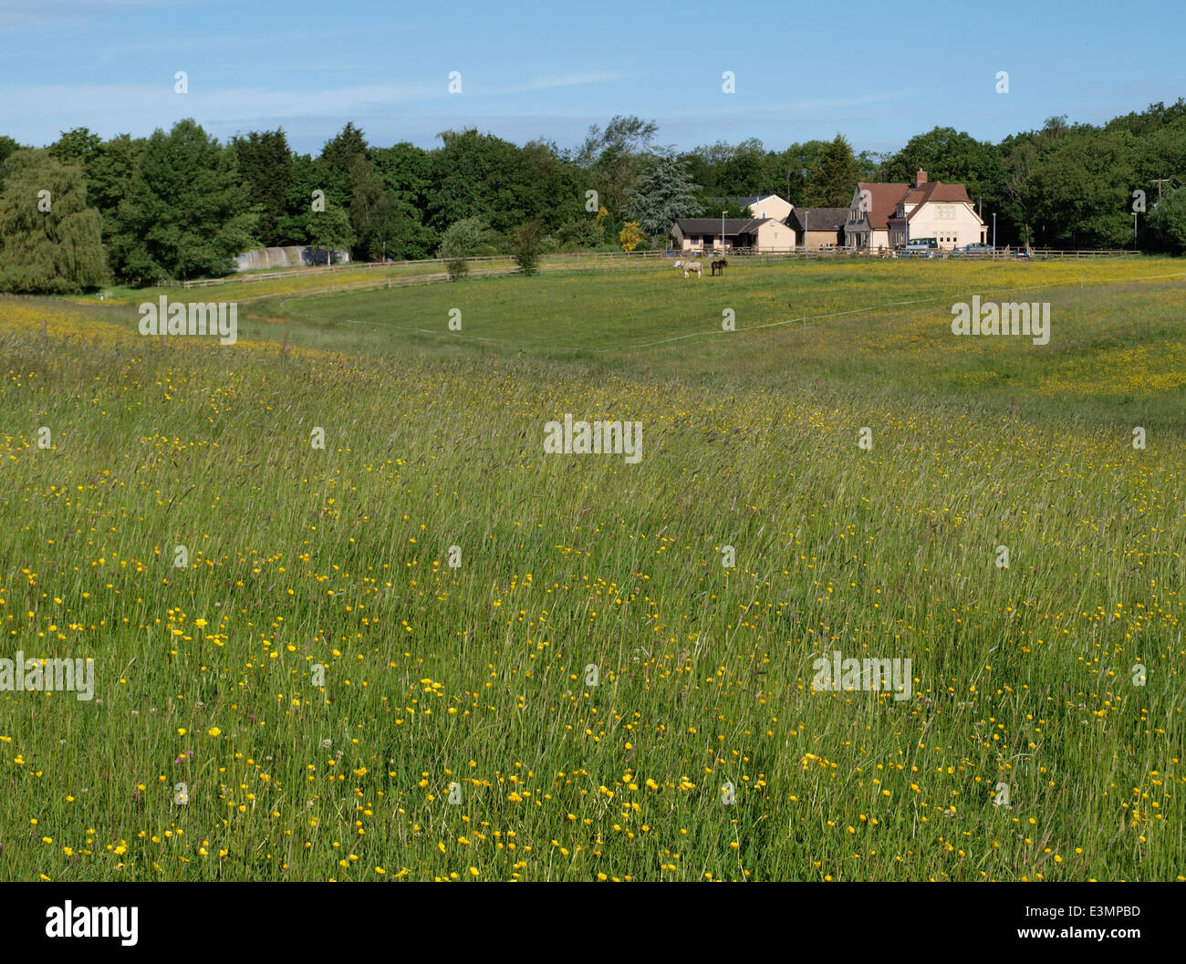 Prato di erba selvatica e renoncules con casa colonica in distanza, Wiltshire, Regno Unito Foto Stock