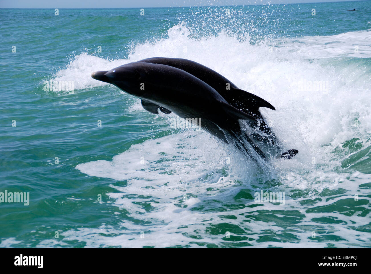 I delfini il salto nel Golfo del Messico. Foto Stock