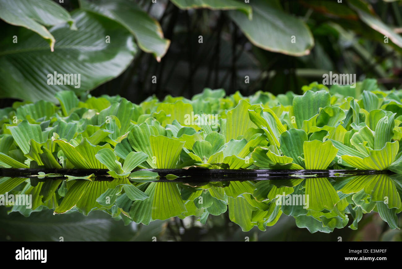 Pistia Stratiotes. Acqua di lattughe e riflessioni su un tropical stagno ornamentale Foto Stock