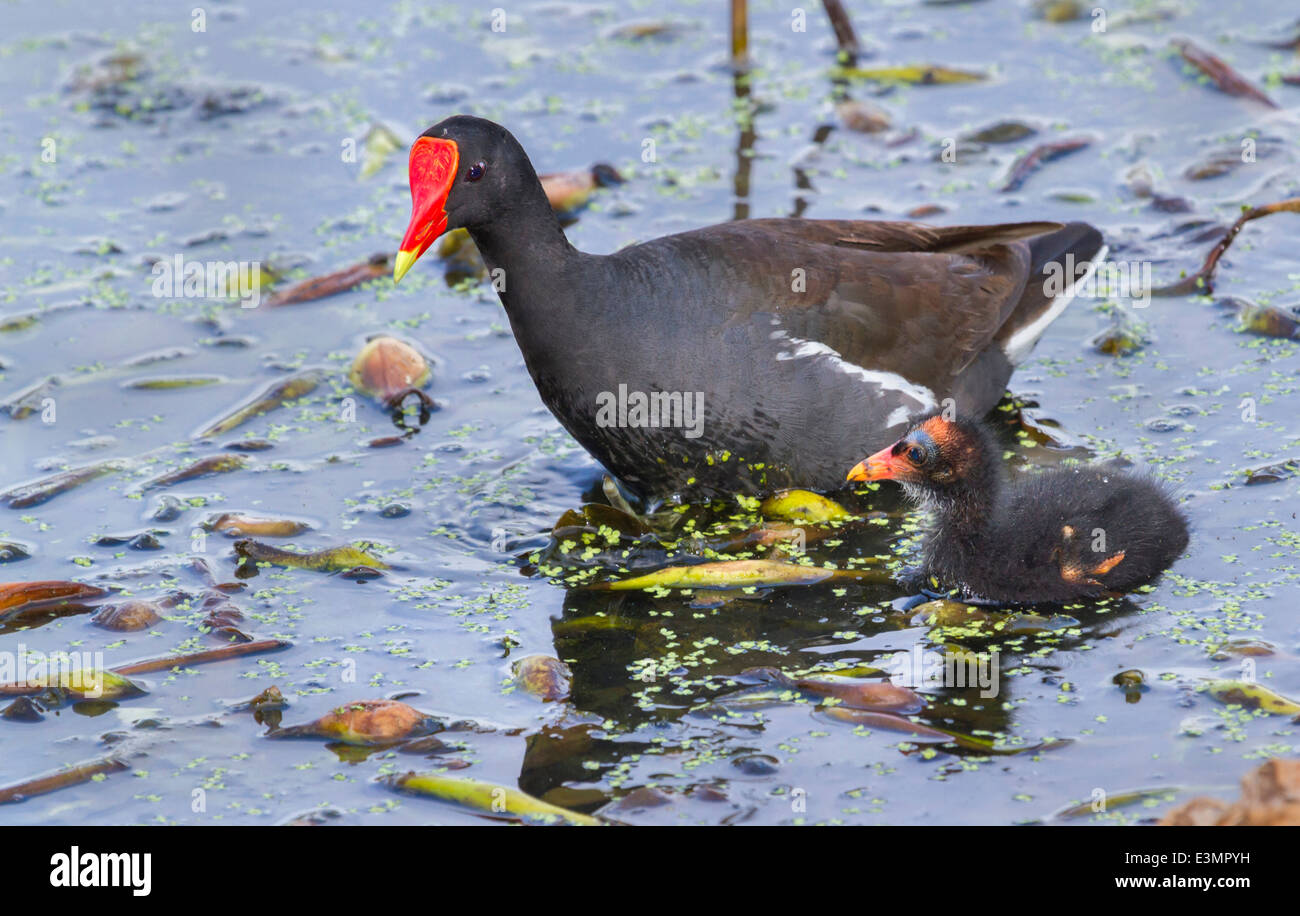 Pollo Sultano comune (Gallinula galeata) con un pulcino, Brazos Bend State Park, Needville, Texas, Stati Uniti d'America. Foto Stock