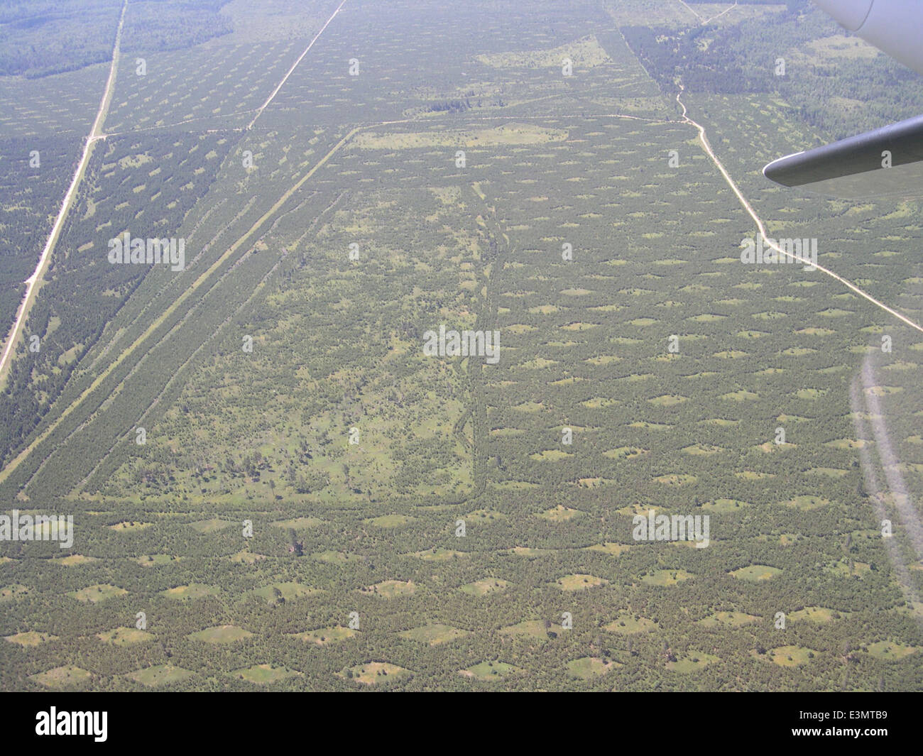 La Kirtland's Warbler Wildlife Management area (WMA) è un'area protetta designata per la parula di Kirtland in via di estinzione. Quest'area favorisce l'allevamento e la nidificazione, svolgendo un ruolo cruciale nell'impegno di ricostituzione della specie. Foto Stock
