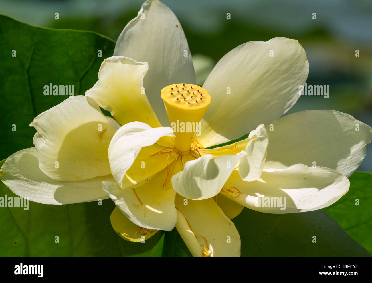 Giallo Lotus (Nelumbo lutea) fiore. Brazos Bend State Park, Texas, Stati Uniti d'America. Foto Stock