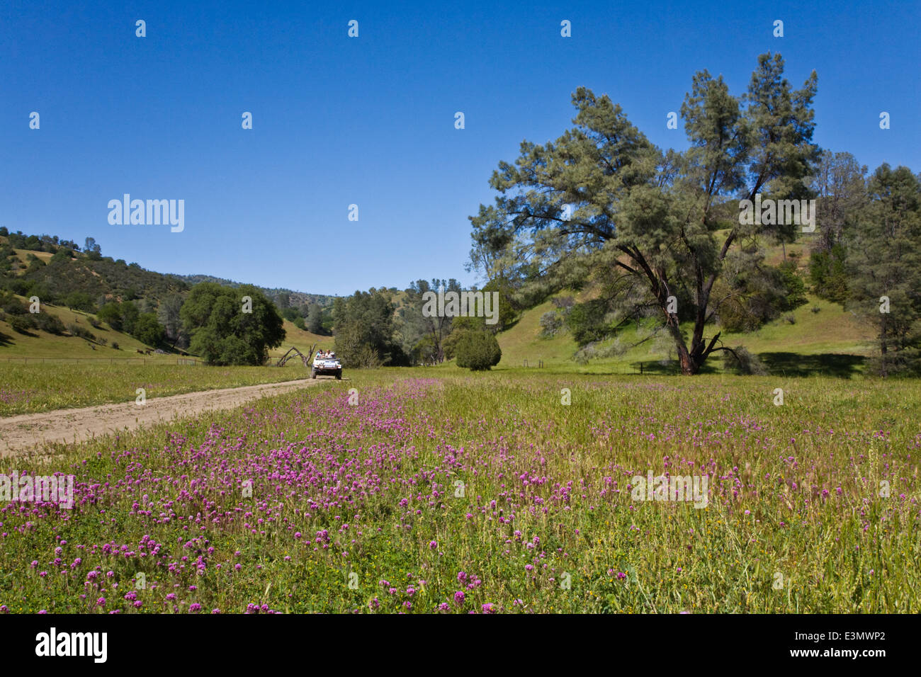 Una gamma di costiera ranch di bestiame in California centrale Foto Stock