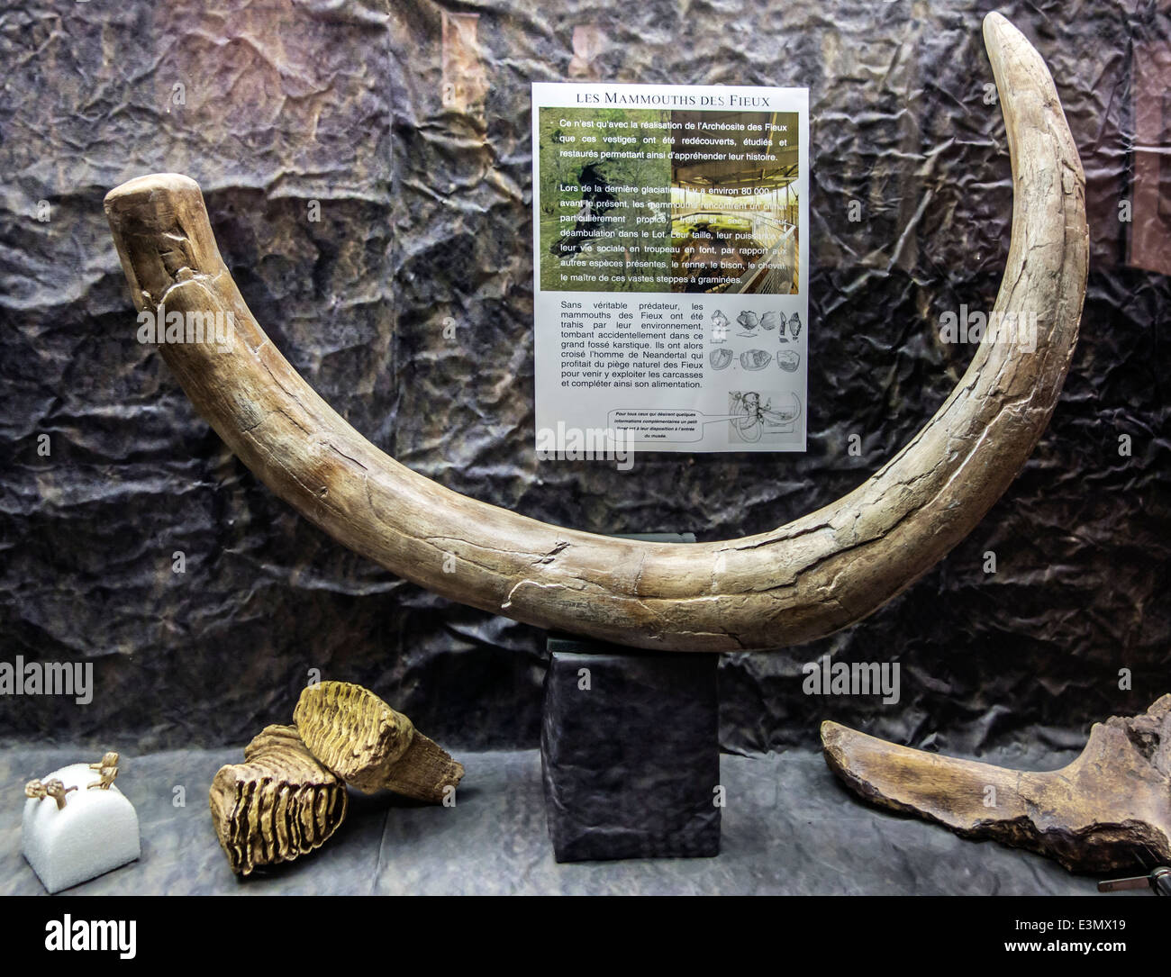 Mammoth brosmio, denti e altri resti al museo di Pech Merle grotta, Cabrerets, Lot, Midi-Pirenei, Francia Foto Stock