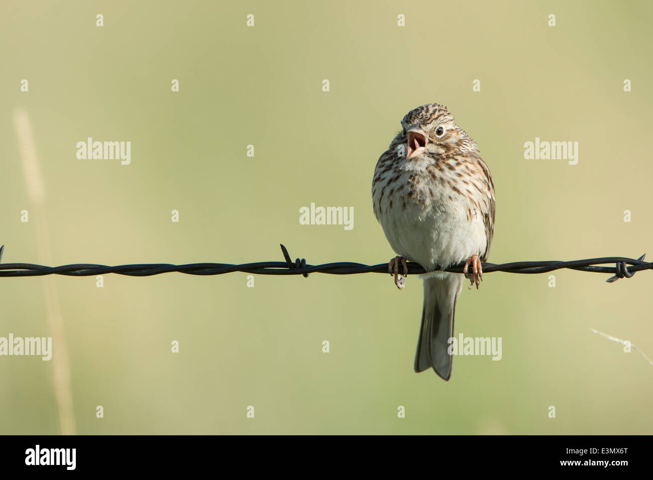 Vesper Sparrow, Contea di Missoula, Montana Foto Stock
