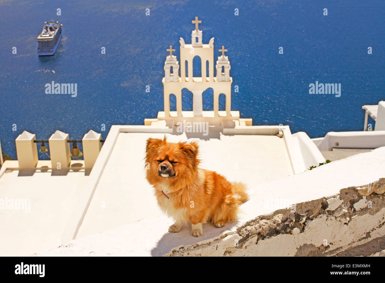 Un cane di godere di giornata di sole a Santorini, Grecia Foto Stock