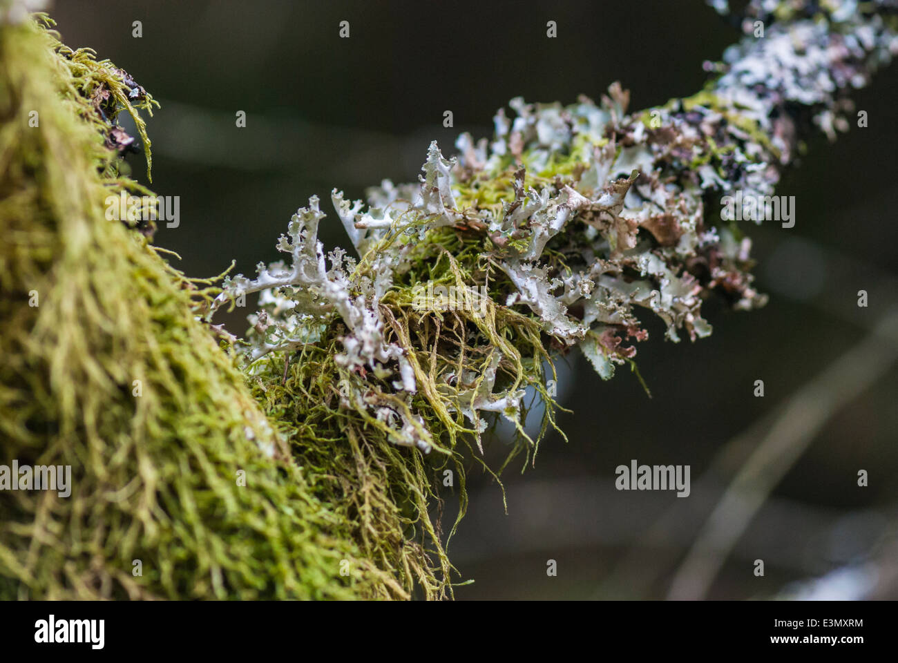 Una chiusura di una verdeggiante Foliose licheni coperto ramo di albero Foto Stock