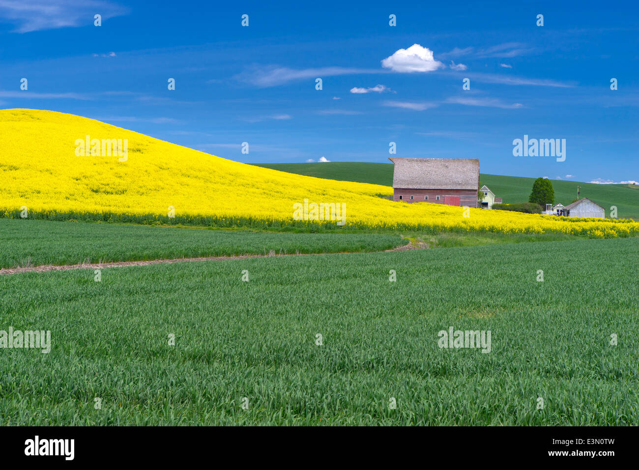 Paese Palouse, Latah County, ID: granaio rosso con la collina di fioritura giallo canola field Foto Stock