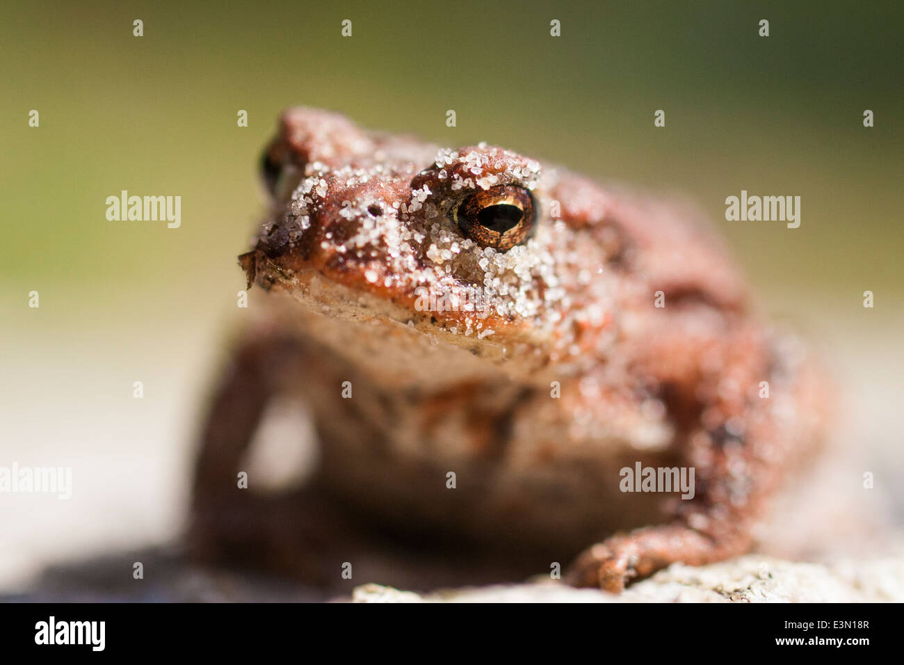 Ripresa macro di un rospo comune Foto Stock