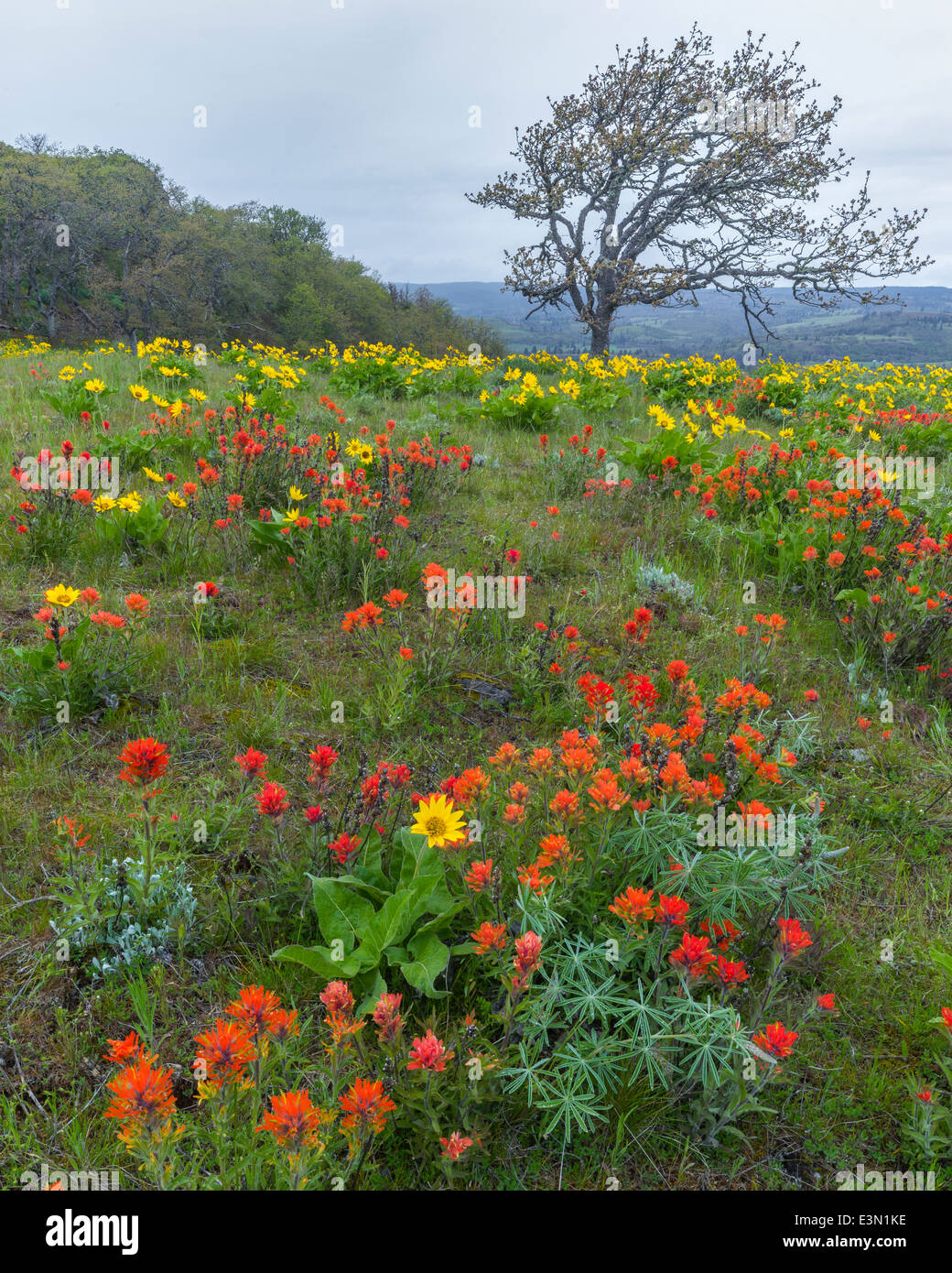 Columbia Gorge National Scenic Area, o: Pennello e balsamo fioritura di root al Rowena Crest, Tom McCall Nature Preserve Foto Stock