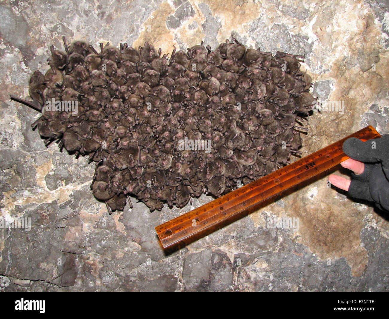 I pipistrelli dell'Indiana sono stati esaminati nel 2007 per monitorare la popolazione di questa specie in via di estinzione. L'indagine, condotta nelle grotte, fa parte degli sforzi in corso per proteggere l'habitat del pipistrello e conservare la specie. Foto Stock